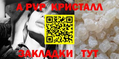 гашик Кингисепп